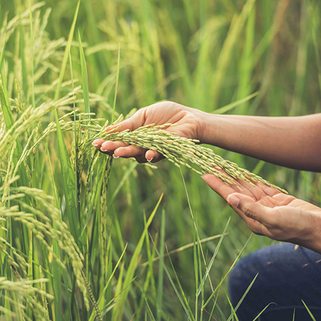 Agriculture market research